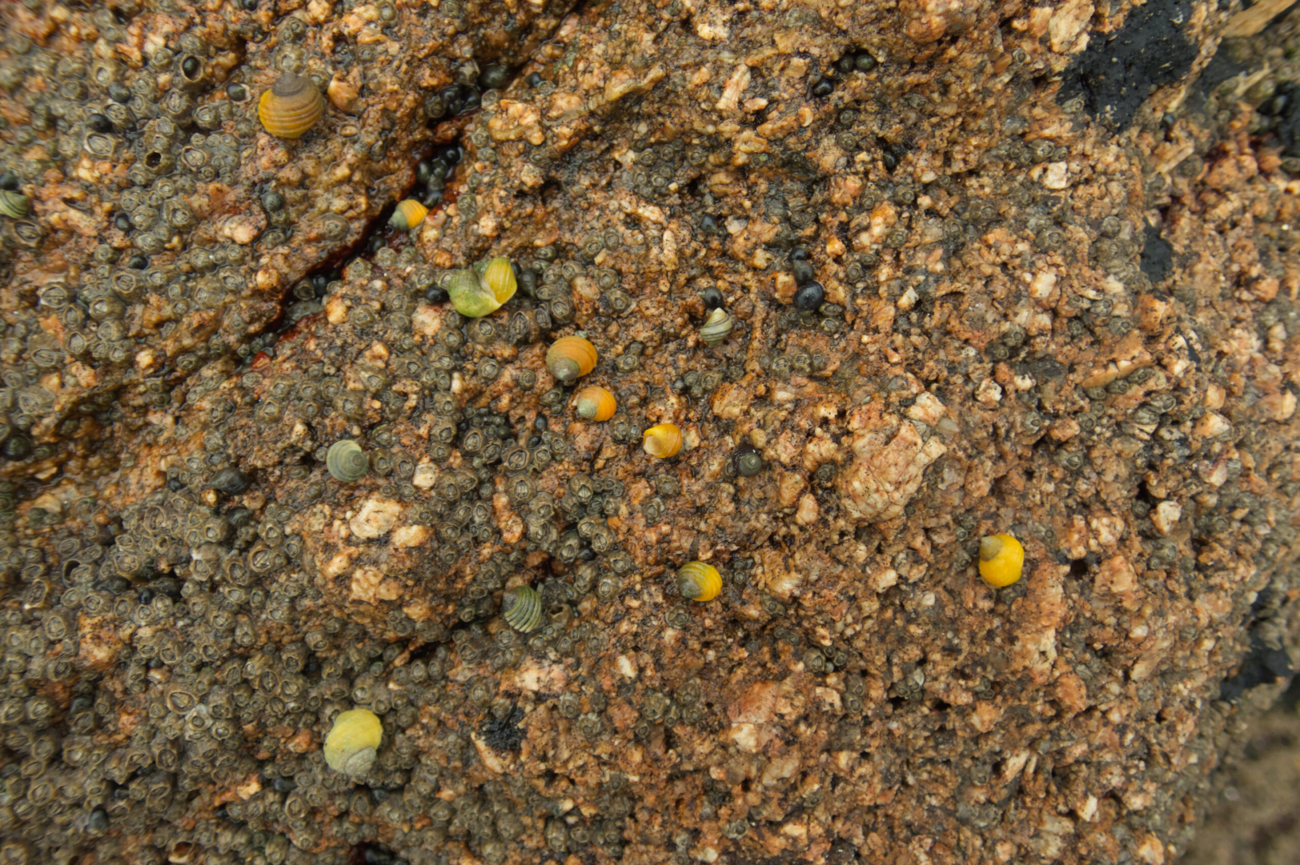 Snails in bare rock substrate