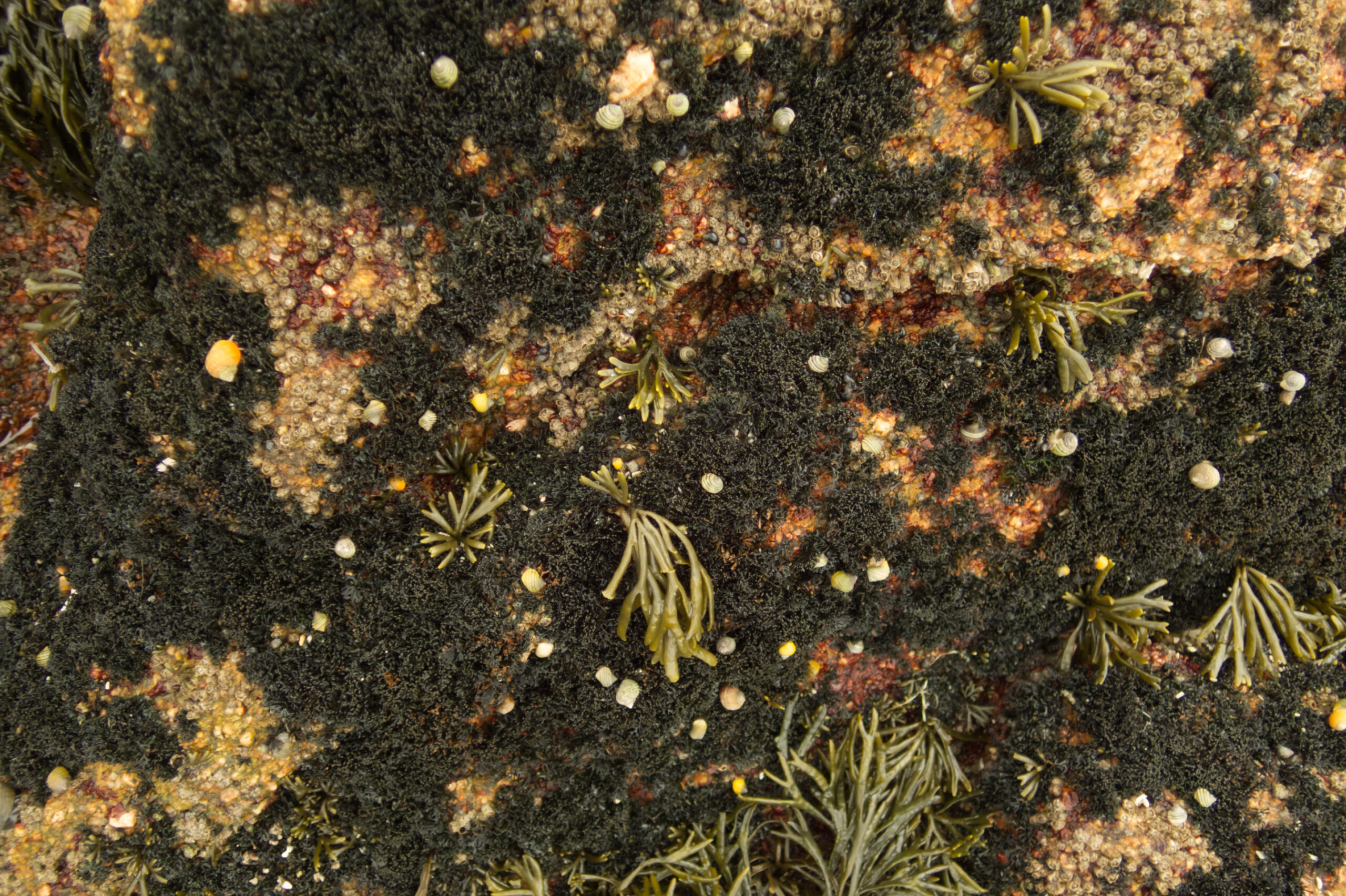 Snails in Lichina sp. substrate