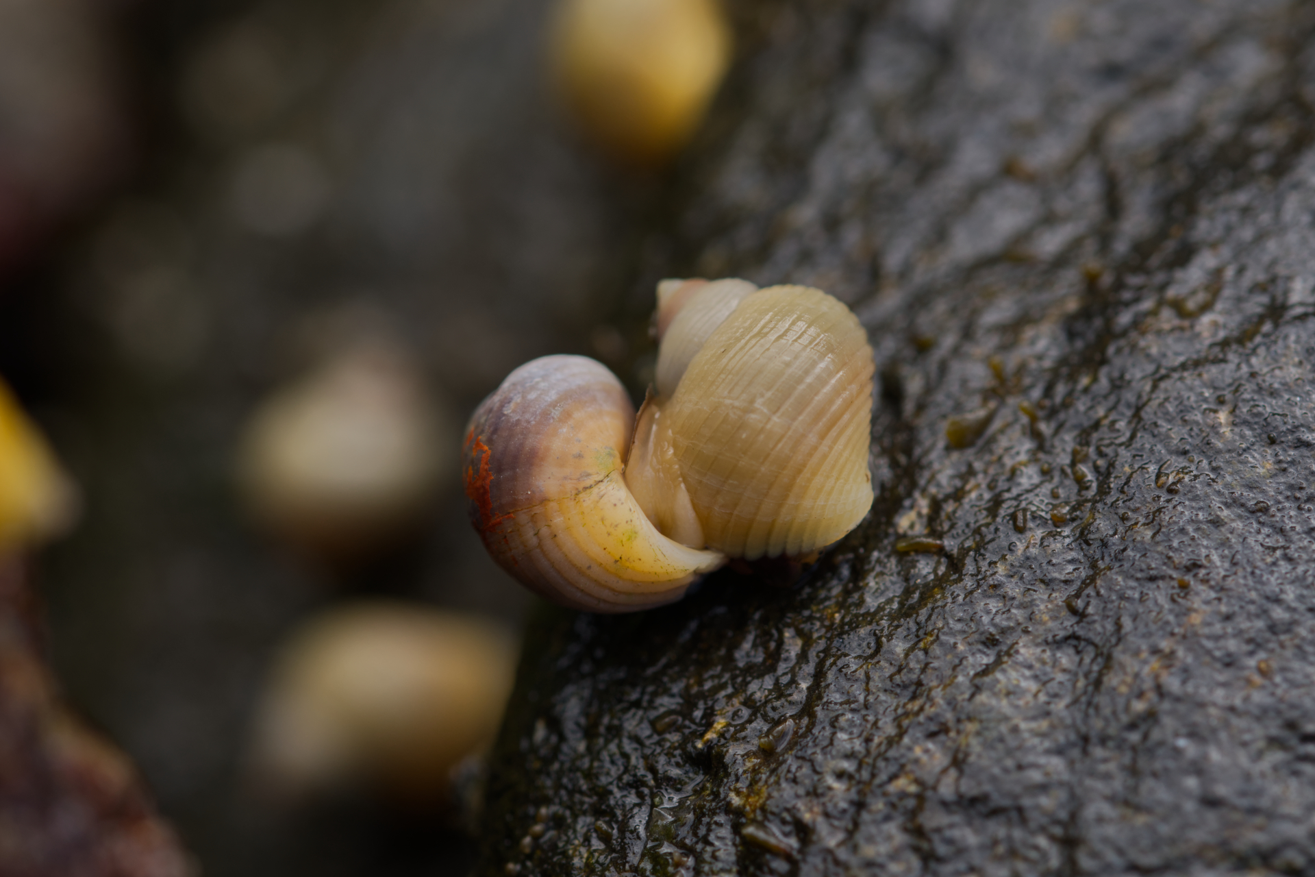 Two fulva morph L. saxatilis at the field