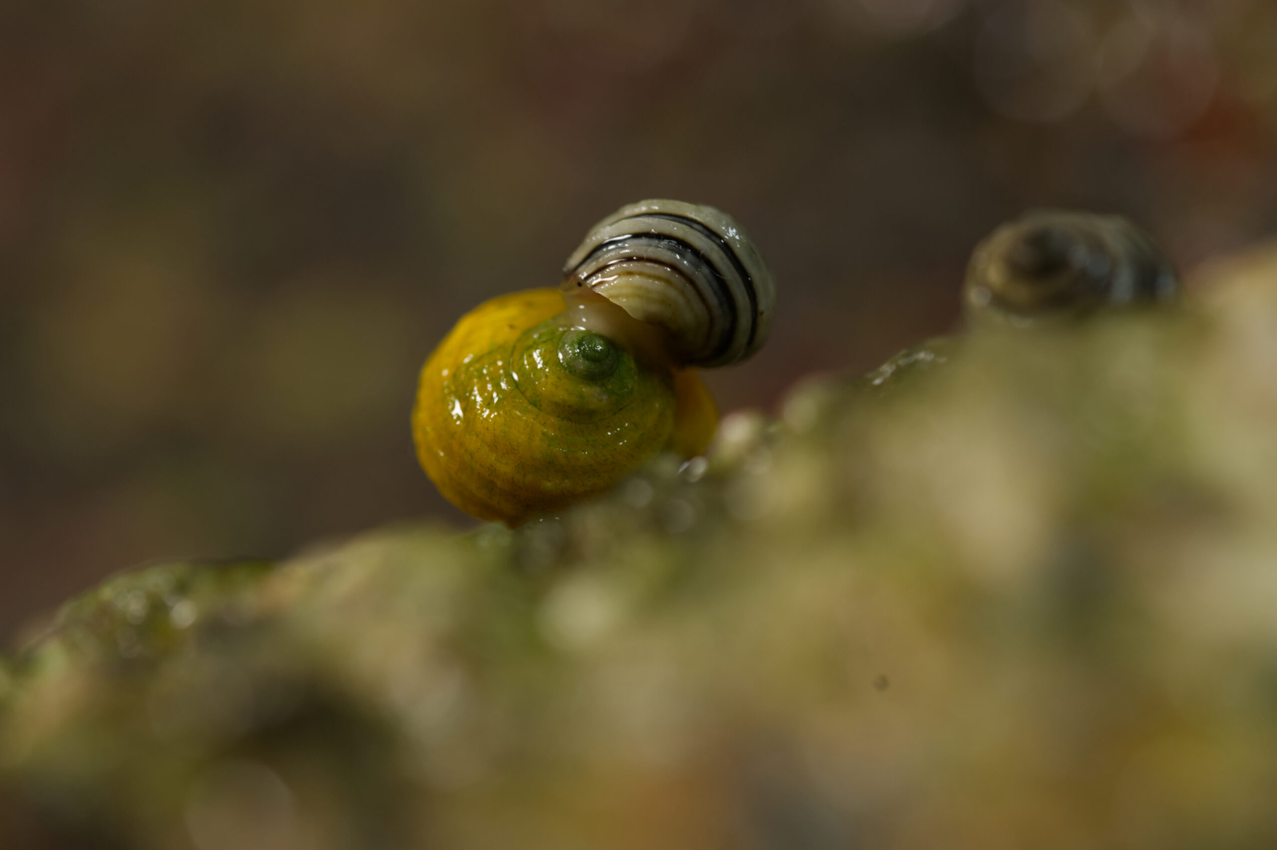 Linneata and fulva snails